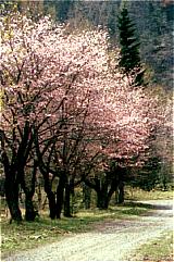 黒石平の桜